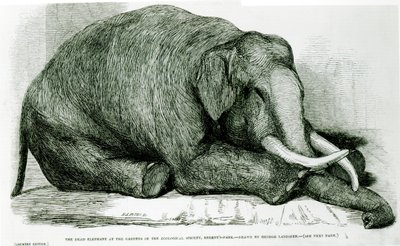 The Dead Elephant at the Gardens of the Zoological Society, Regents Park, from 